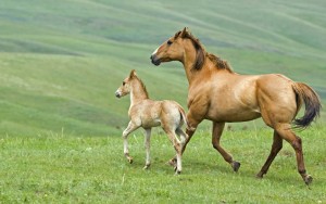 kids-sad-horses-x-funny-animal-picture-beautiful-animals-261932.jpg